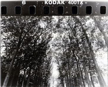 Trees Alley, Nîmes © Etienne Pierart